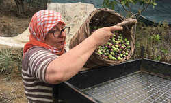 Günlük 3 bin liraya çalışacak zeytin işçisi bulunamıyor