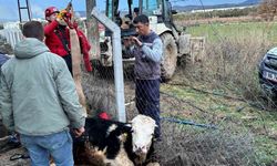 Gömeç’te kuyuya düşen ineğin imdadına itfaiye yetişti