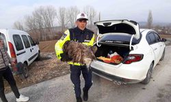 Ölmek üzere olan yaralı akbabanın yardımına jandarma yetişti