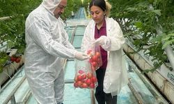 Afyonkarahisar’da Hasat Öncesi Pestisit Denetimleri devam ediyor