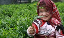 Rize’de çay fiyatı üreticileri ikiye böldü!