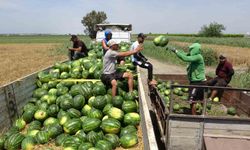 Mersin’de karpuz hasadı başladı