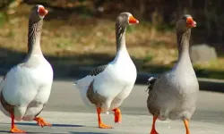 Kars’ta kaz, gram altınla yarışıyor