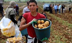Adana’da Patates Hasadı Başladı: Don Vurdu, Verim Düştü, Fiyatlar Arttı