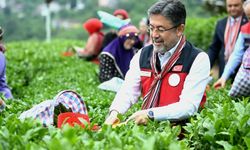Bakan Yumaklı: Çayda belirsizlik sezon gecikti ama üretim güvende