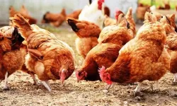 30 tavukla başladığı işletmesinde bin 700 tavuğa ulaştı