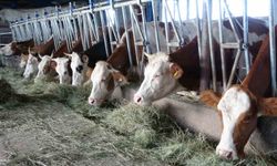 Ardahan’da şap korkusu