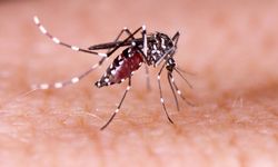 Chikungunya Alarmı: Çin’de 7 Bini Aşkın Vaka, Türkiye’de Sivrisinek Tespiti