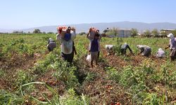 Domates işçileri çöl sıcaklarında saati 250 TL’ye ter döküyor