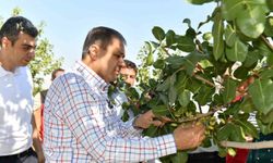 Şanlıurfa’da boz fıstık hasadı başladı