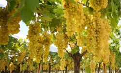 Sarıgöl ovasında tatlı telaş devam ediyor