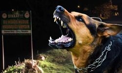 Sokak köpekleri faciaya neden oluyordu: Komşular yetişmeseydi parçalayacaklardı