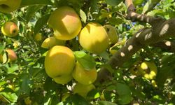 Buldan’da elma hasadı yüz güldürüyor