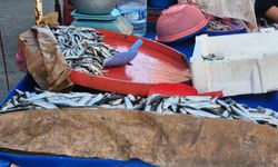 Seyyar balıkçı: "Bu senenin balığı sardalya"