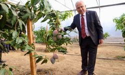 Tropik bitkilerden sebzeye: Öğrenciler seralarda deneyim kazanıyor