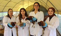 Amasya’da üniversiteliler çok sağlıklı sülün yetiştiriyor
