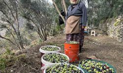 Artvin’de Butko Zeytininin hasadı devam ediyor