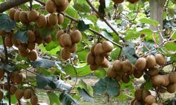 Çarşamba’da kivi hasadı başladı: Hedef Türkiye birinciliği