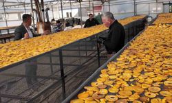 Honaz’ın meşhur cennet hurması bu kez cips olarak damakları şenlendirecek