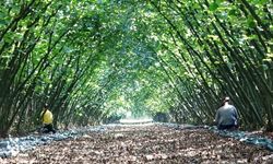 Samsun’da 63 yatırımcıya fındık hasat filesi hibesi