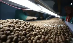 Fındık üreticilerinden Ferrero’ya "manipülasyon" tepkisi: "Amaç üreticiyi panikletip ucuza fındık almak"