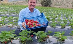 Köprübaşı’nda kasım ayında çilek bereketi