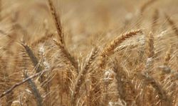Küresel tahıl üretiminde tüm zamanların zirvesi geliyor