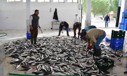 Muğla’dan 10 ayda 618 milyon dolar balık ihracatı