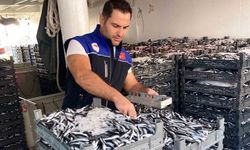 Samsun’da 1 milyon 843 bin 550 kilo hamsi denetlendi
