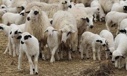 Şapa karşı ’hayvanlara küflü domates yedirmeyin, idrar içirmeyin’ uyarısı