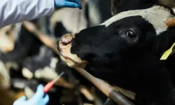 Şile’de şap alarmı: 3 köy karantinada, 18 mahalle gözetim altında