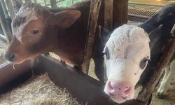 ABD Tarım Bakanlığı: "Türkiye’de yıllık 400-500 bin buzağı ölümü oluyor"