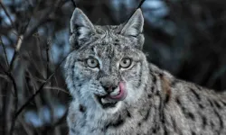 Tunceli’de vaşak görüntülendi