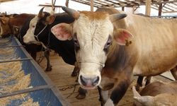 Uzmanından ’Deli dana’ uyarısı