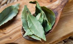 Antalya’dan toplanıp, Avrupa’ya gönderiliyor