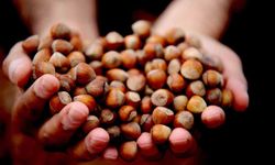 Giresun’da fındık fiyatı 250 TL’ye geriledi, üretici umudunu yeni yıla bıraktı