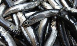 Karadeniz’de hamsi bolluğu sürüyor, mezgit ise birkaç gündür görünmüyor