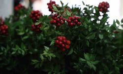 Kırşehir’de aralık ayının en çok tercih edilen çiçeği kokina oldu