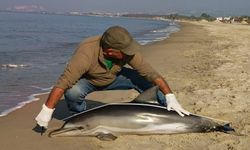 Kuşadası’nda yunus balığı karaya vurdu
