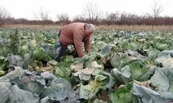 Malatya’da çiftçiler alternatif ürünlerle zararlarını telefi ediyor