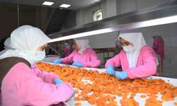 Malatya’da kuru kayısıda 11 ayda 275 milyon dolar gelir elde edildi