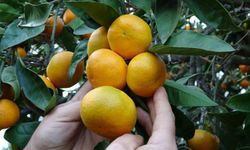 Ordu’da narenciye hasadı başladı