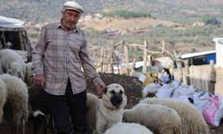 Şap karantinası meraları boşalttı