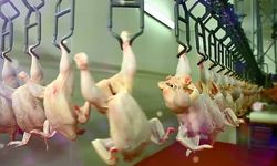 Tavuk eti üretimi Ekim ayında yüzde 8,1 oranında arttı