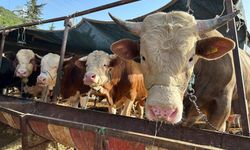 Besilik hayvan ithalatı başvuruları 12 Ocak’ta başlıyor