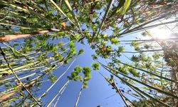 Samsun’da kenevir üretimi için son tarih uyarısı: Başvurular 1 Nisan’da bitiyor