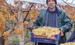 Sarıgöl’de üzüm hasadında sona gelindi
