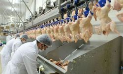Aralık ayında tavuk eti üretimi 253 bin 993 ton oldu