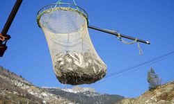 Denizi olmayan Gümüşhane’de alabalık üretimi 2 bin tona ulaştı