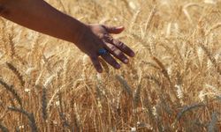 Dünya tahıl üretiminde 133 milyon ton artışla rekor bekleniyor